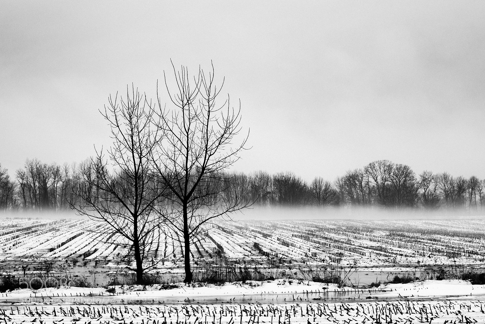 Nikon D610 sample photo. Winter day photography