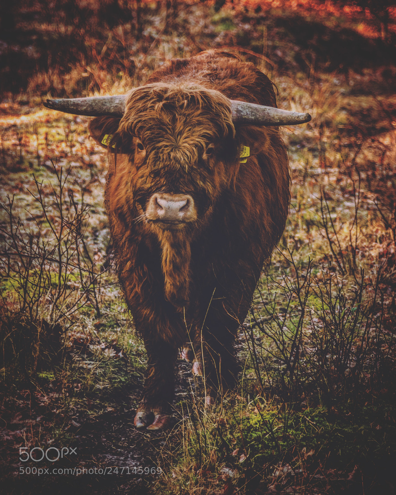Canon EOS 77D (EOS 9000D / EOS 770D) sample photo. Highland cattle in schinveld photography