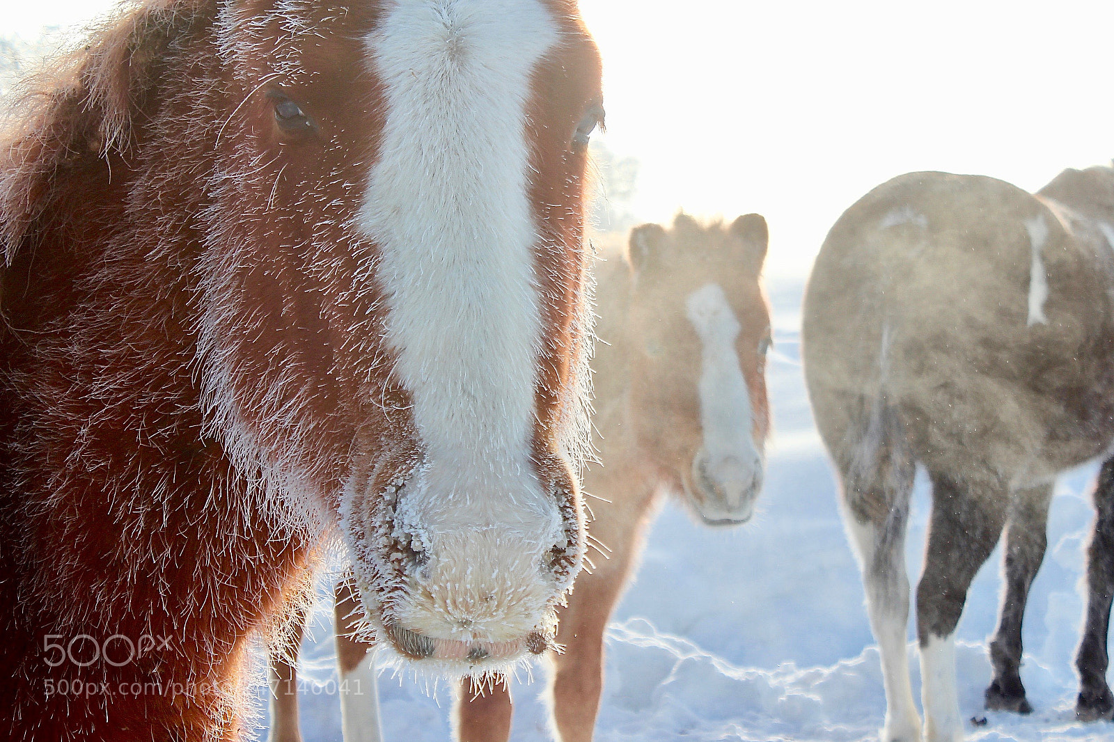Canon EOS 600D (Rebel EOS T3i / EOS Kiss X5) sample photo. Surviving the frost 1 photography