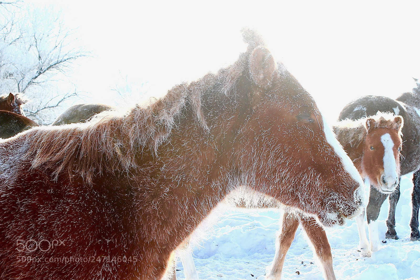 Canon EOS 600D (Rebel EOS T3i / EOS Kiss X5) sample photo. Surviving the frost 2 photography
