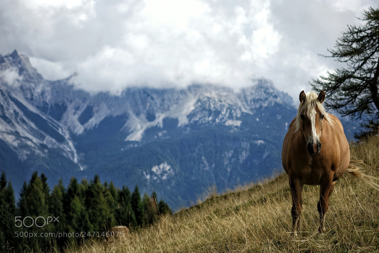 Sony Cyber-shot DSC-RX10 sample photo. Beautiful horse photography