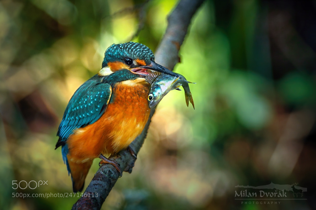 Canon EOS 7D Mark II sample photo. The best fisherman on photography