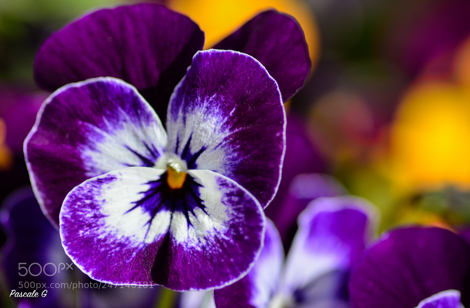 Nikon D5100 sample photo. Pensées photography