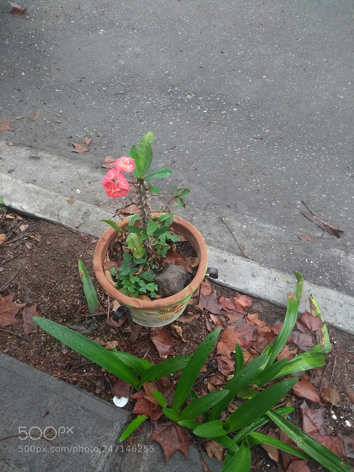 Motorola Moto G (5th Gen) sample photo. Untitled photography