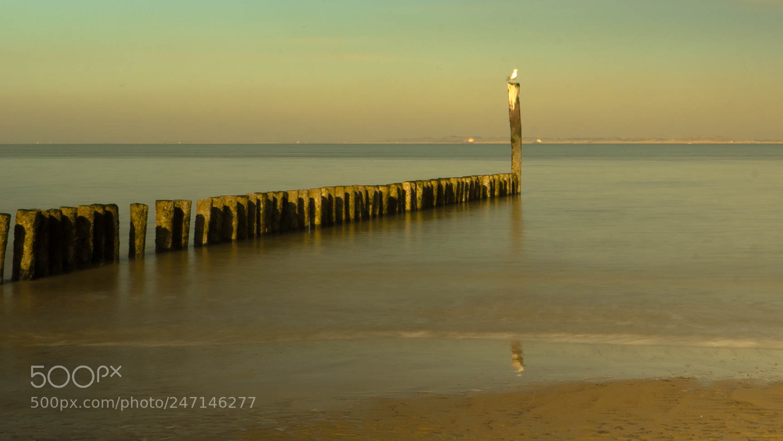 Sony a7S sample photo. Seagull waiting wind photography