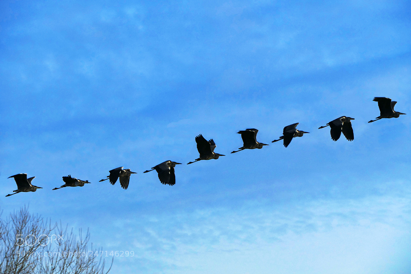 Panasonic Lumix DMC-FZ1000 sample photo. Heron line photography