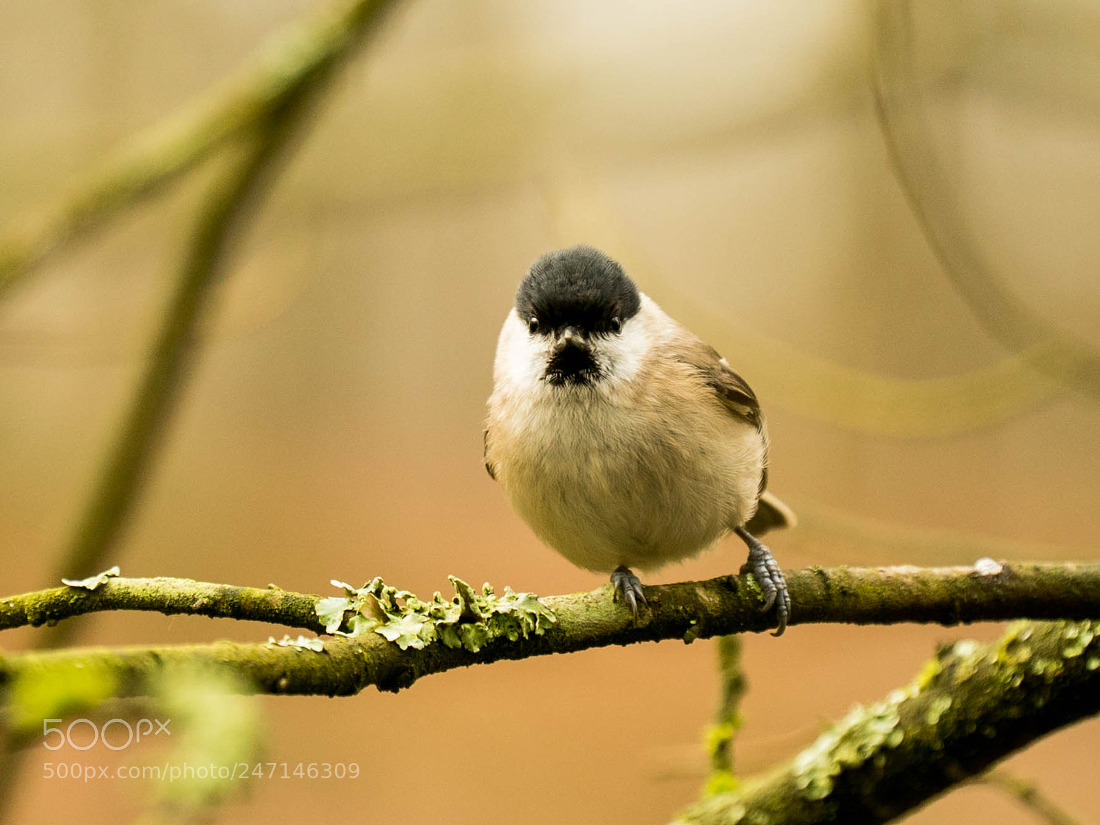 Sony a7S sample photo. Marsh tit photography