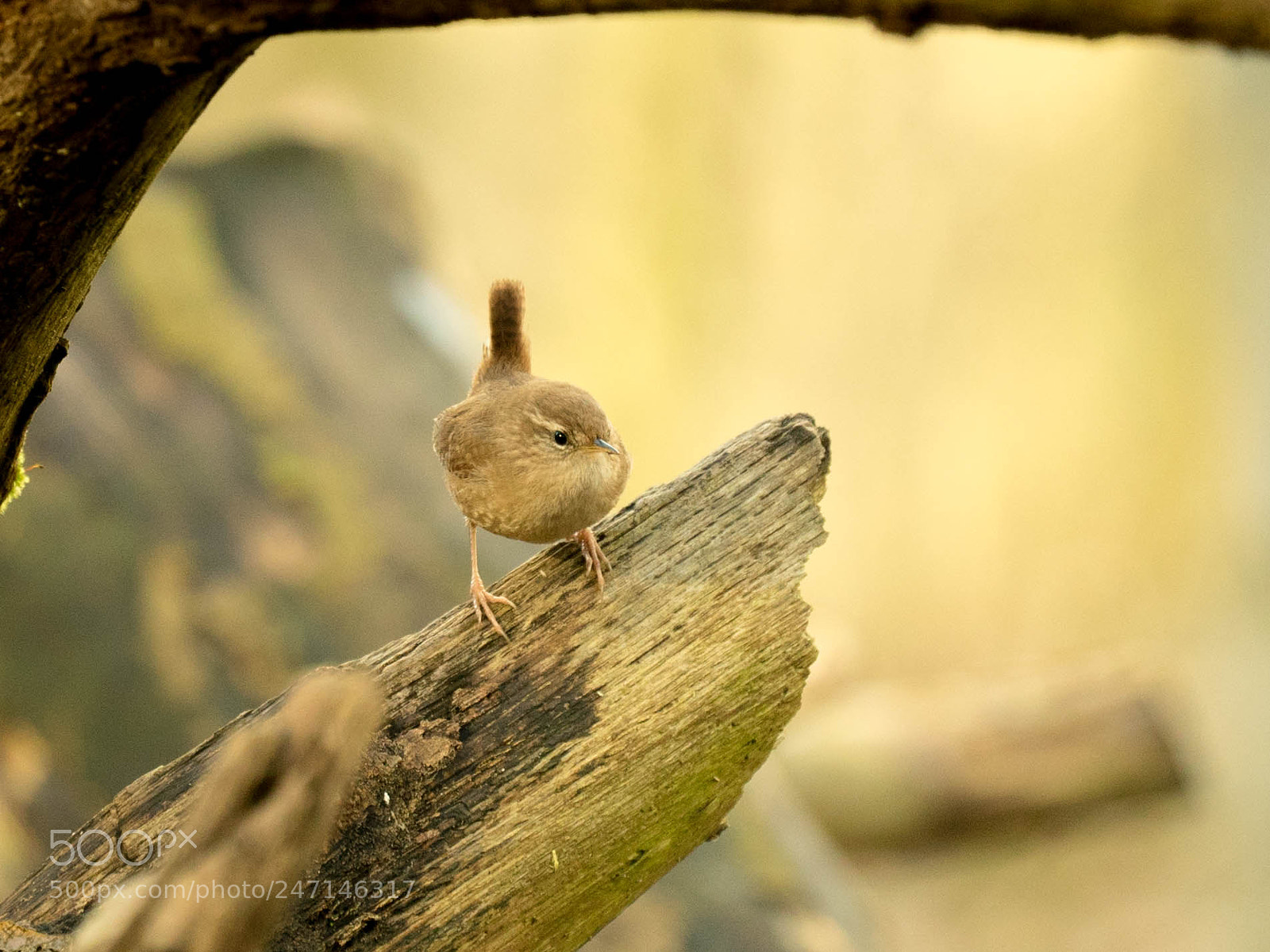 Sony a7S sample photo. Wren photography