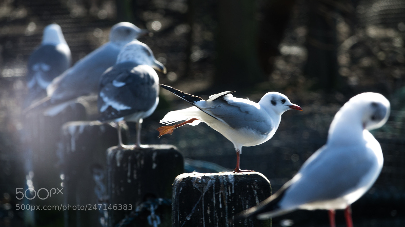 Sony Cyber-shot DSC-RX10 III sample photo. Birds photography