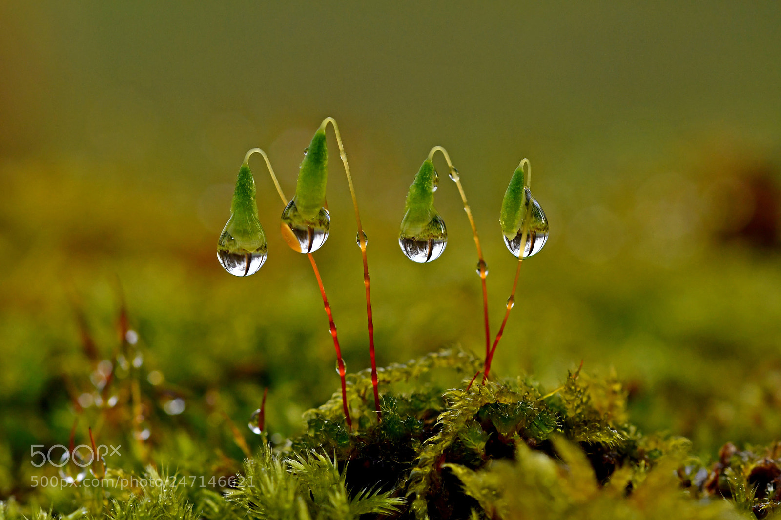 Nikon D500 sample photo. Moss photography