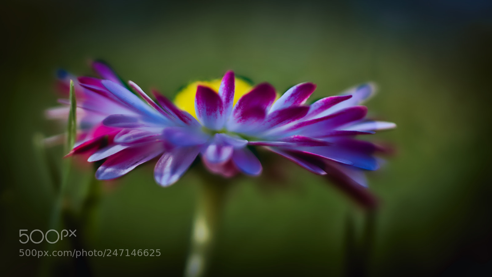 Pentax K-7 sample photo. Just a flower photography