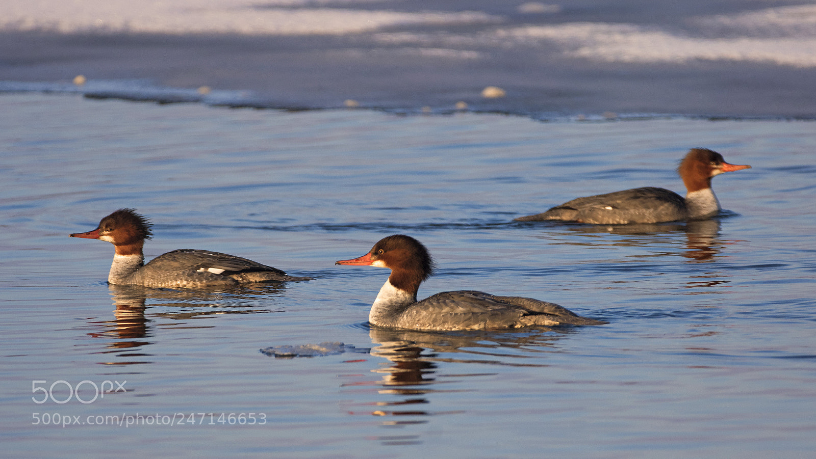 Nikon D7200 sample photo. In winter morning photography