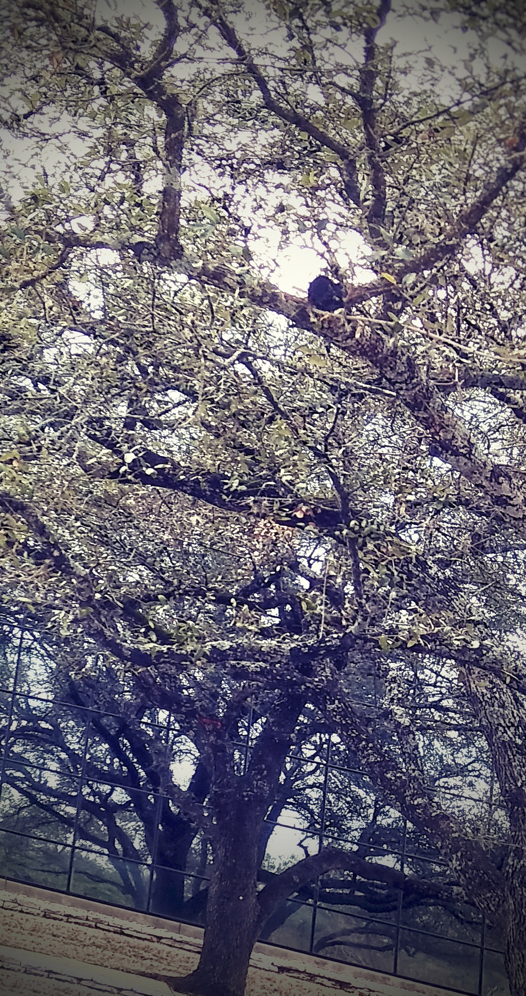 LG STYLO 2 PLUS sample photo