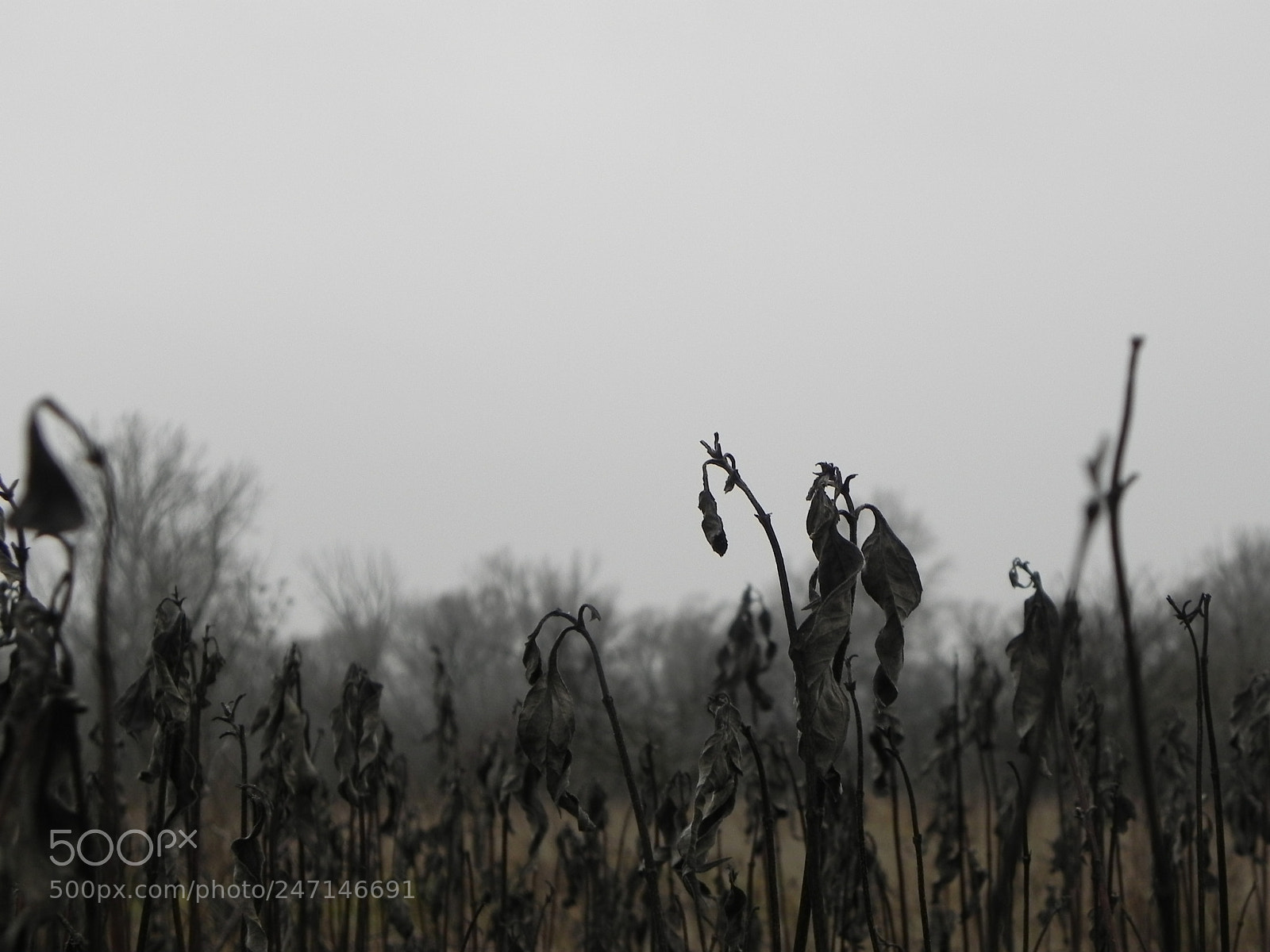 Nikon Coolpix P100 sample photo. Barren country photography