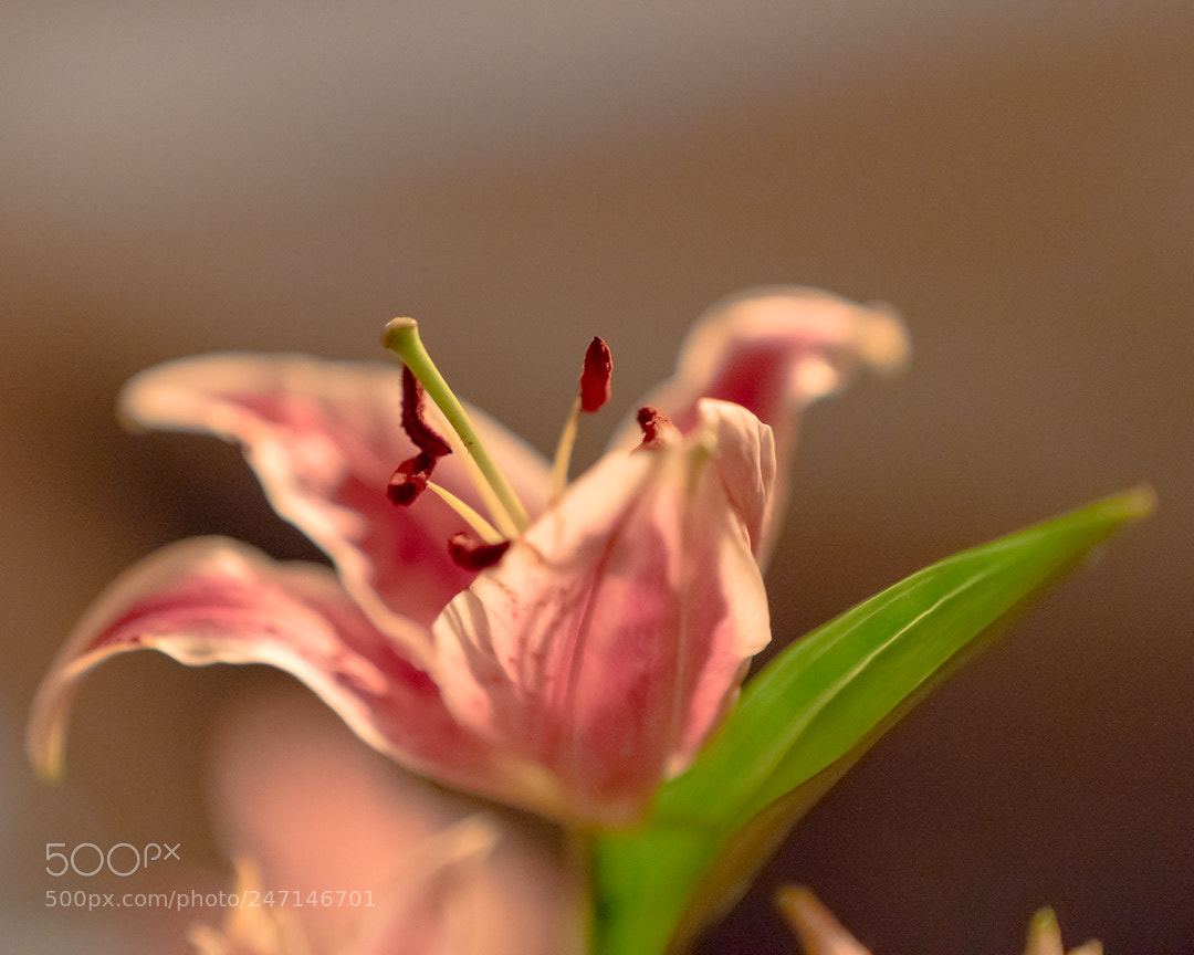 Sony a7R III sample photo. Remnants of a lilly photography