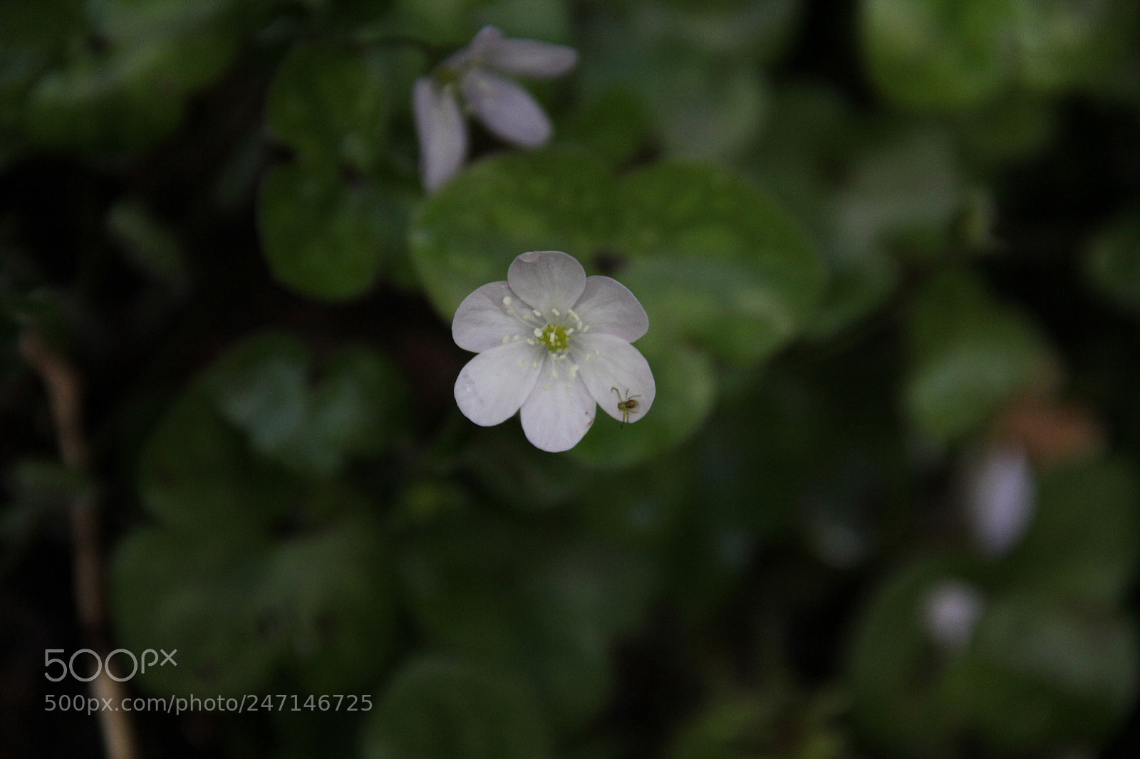 Canon EF-S 18-135mm F3.5-5.6 IS sample photo. Little photography