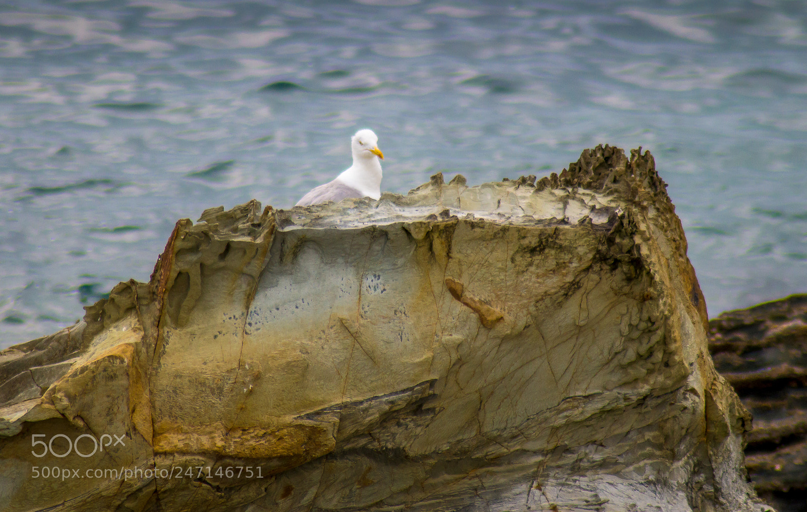 Nikon D3200 sample photo. The lord of the photography