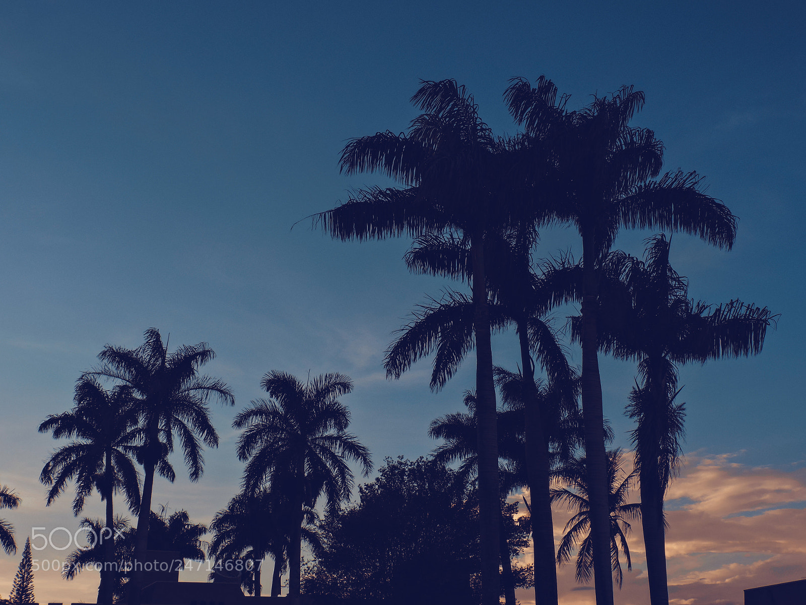 Nikon Coolpix P530 sample photo. Palm trees photography