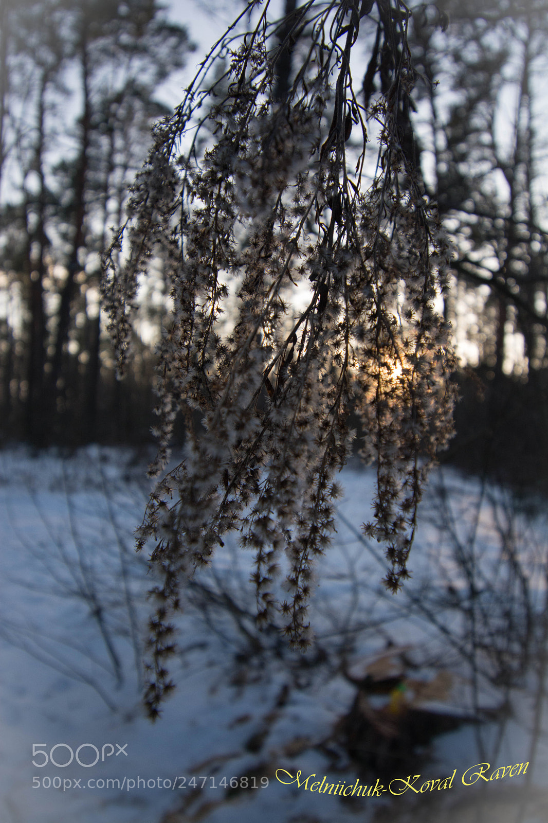 Nikon D5200 sample photo. Playing of evening sun photography