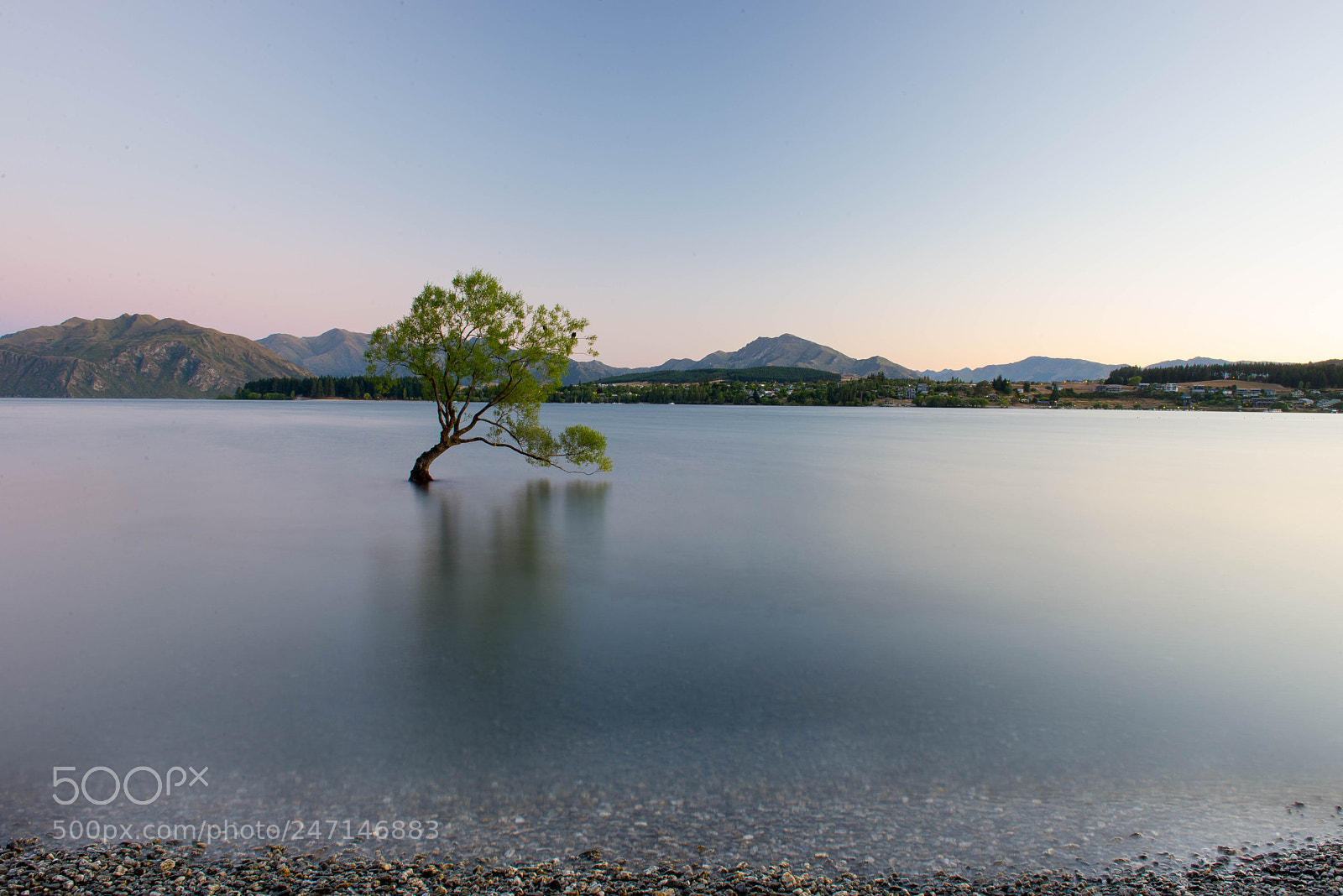 Nikon D610 sample photo. The tree photography