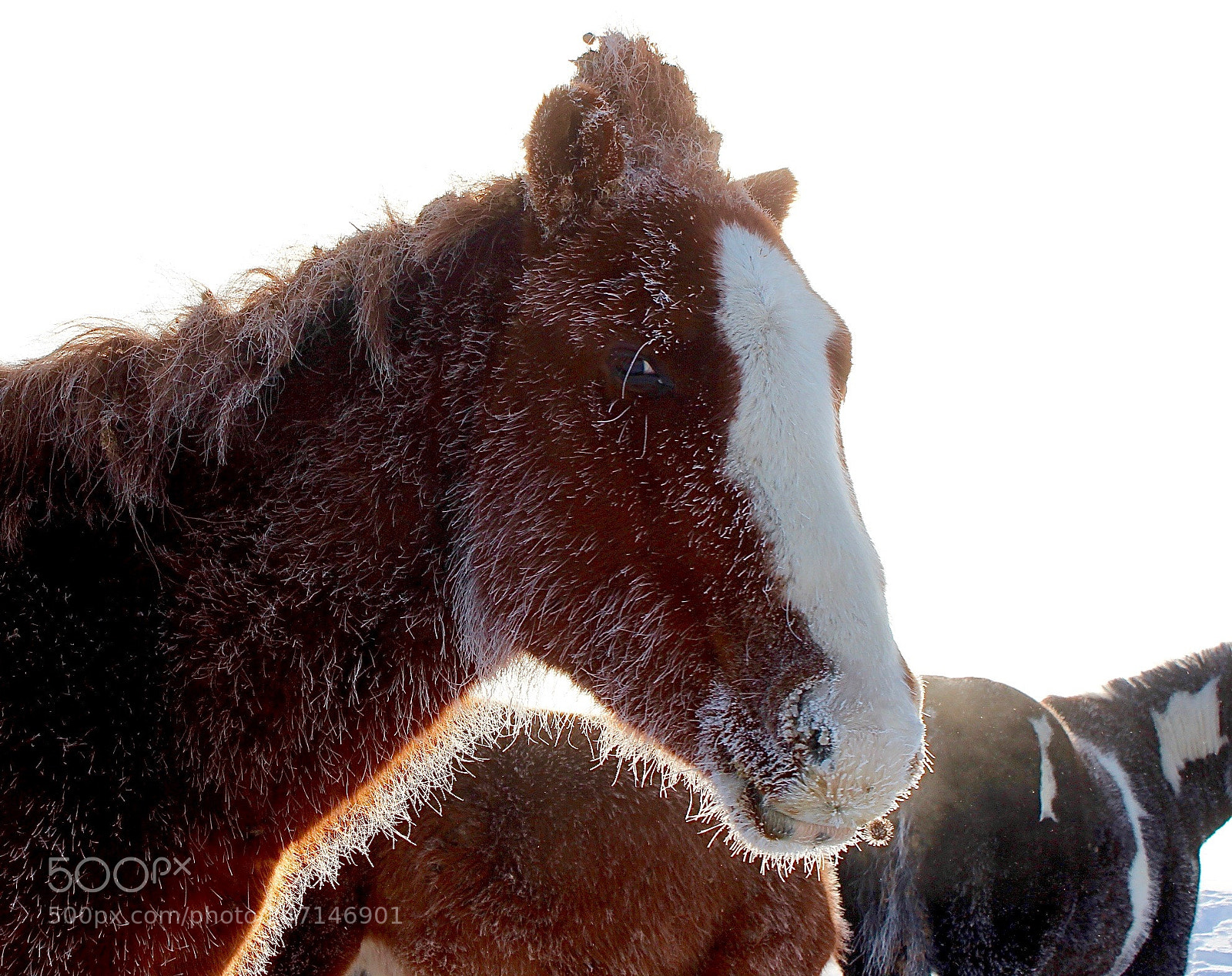 Canon EOS 600D (Rebel EOS T3i / EOS Kiss X5) sample photo. Surviving the frost 3 photography