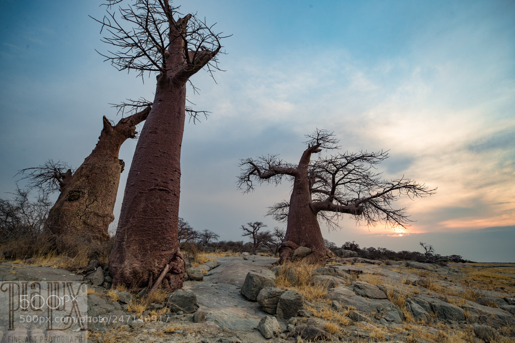 Canon EOS-1D X Mark II sample photo. Boabab trees, kubu island... photography