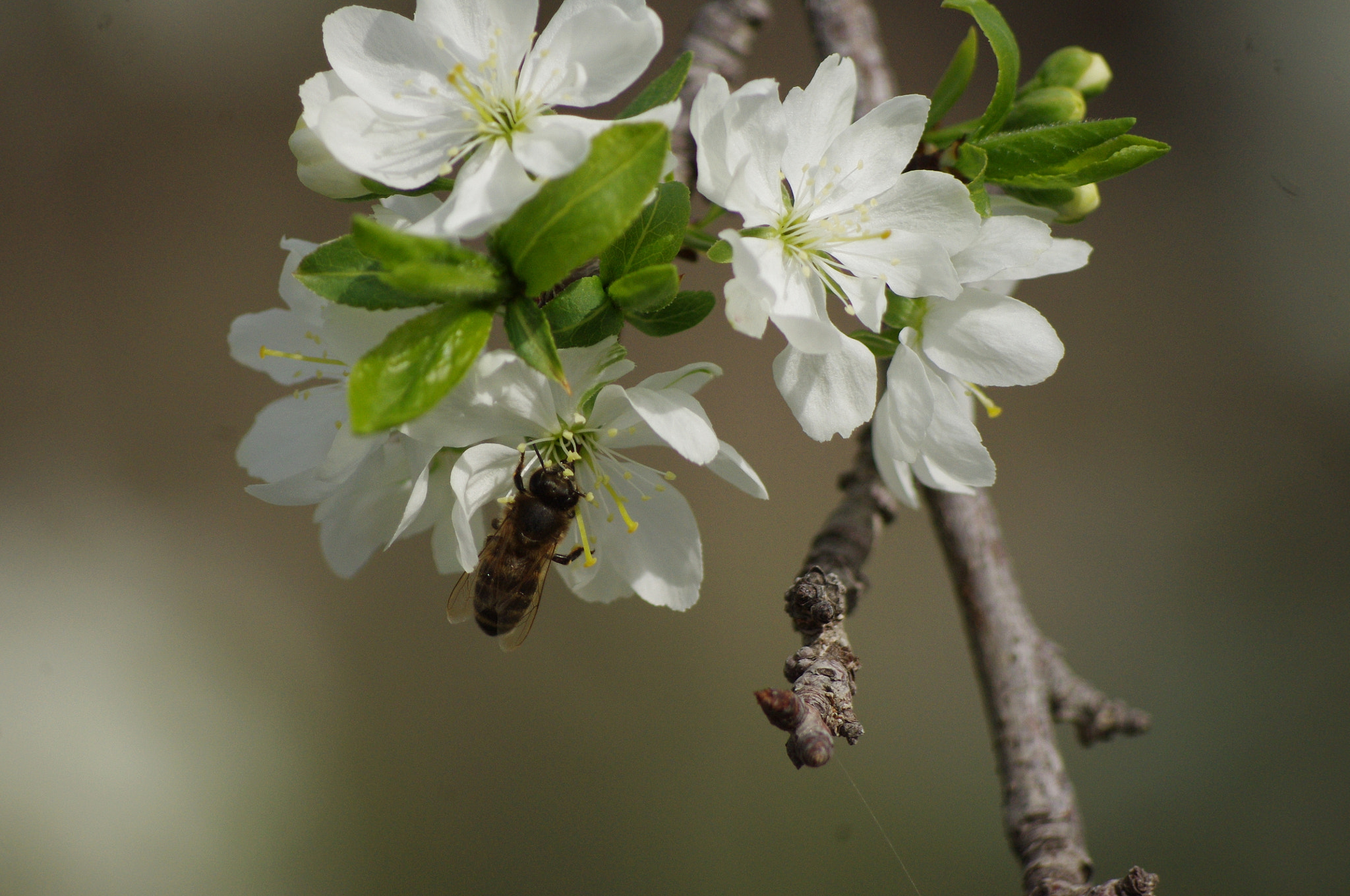 Pentax K-x sample photo. The bee on the flowering plum photography