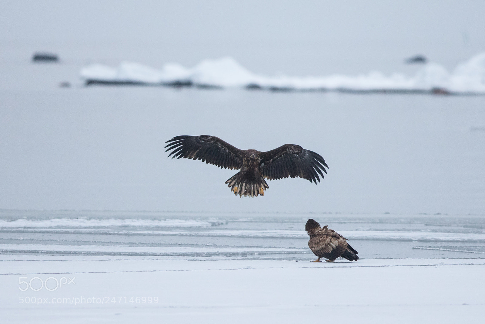 Canon EOS 6D Mark II sample photo. White-tailed eagle photography