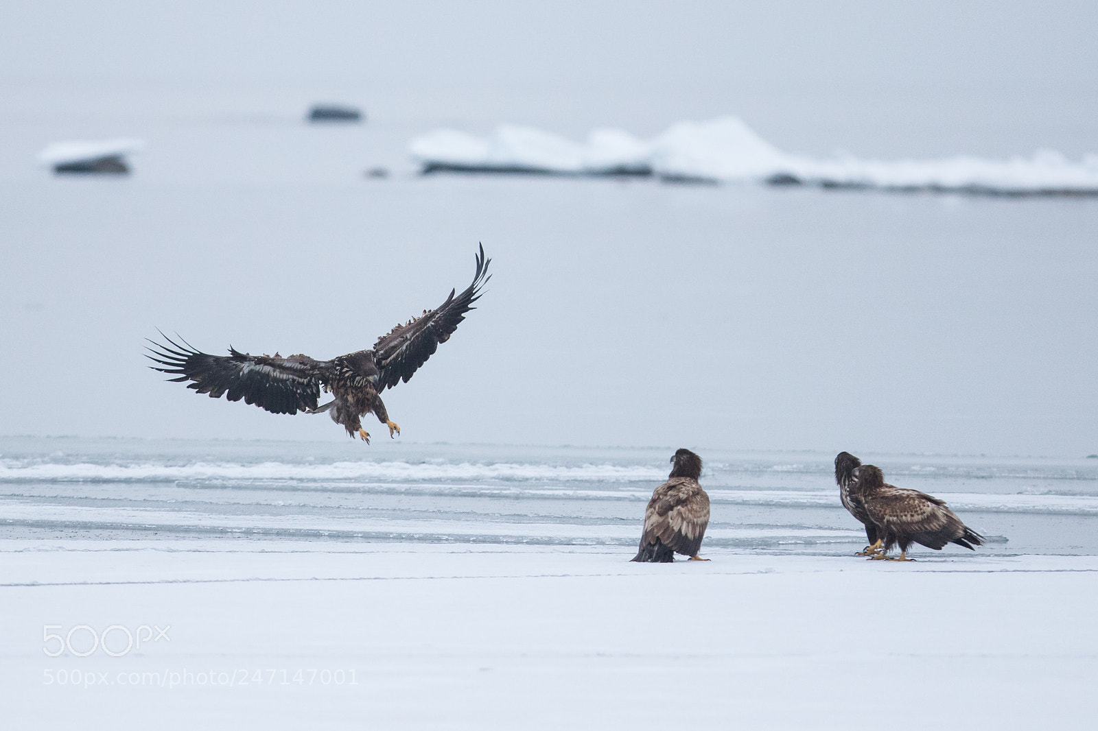 Canon EOS 6D Mark II sample photo. White-tailed eagle photography