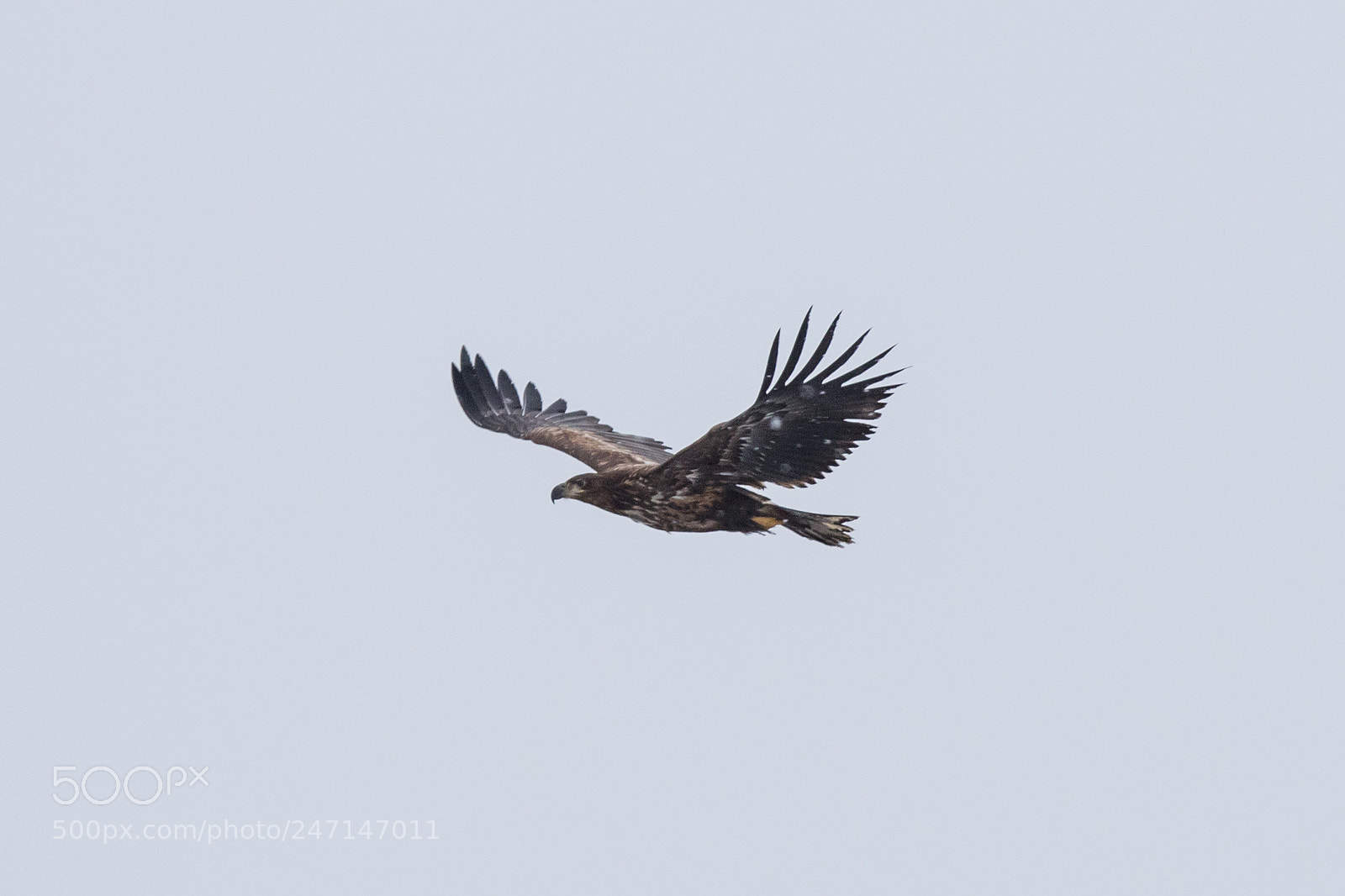 Canon EOS 6D Mark II sample photo. White-tailed eagle photography