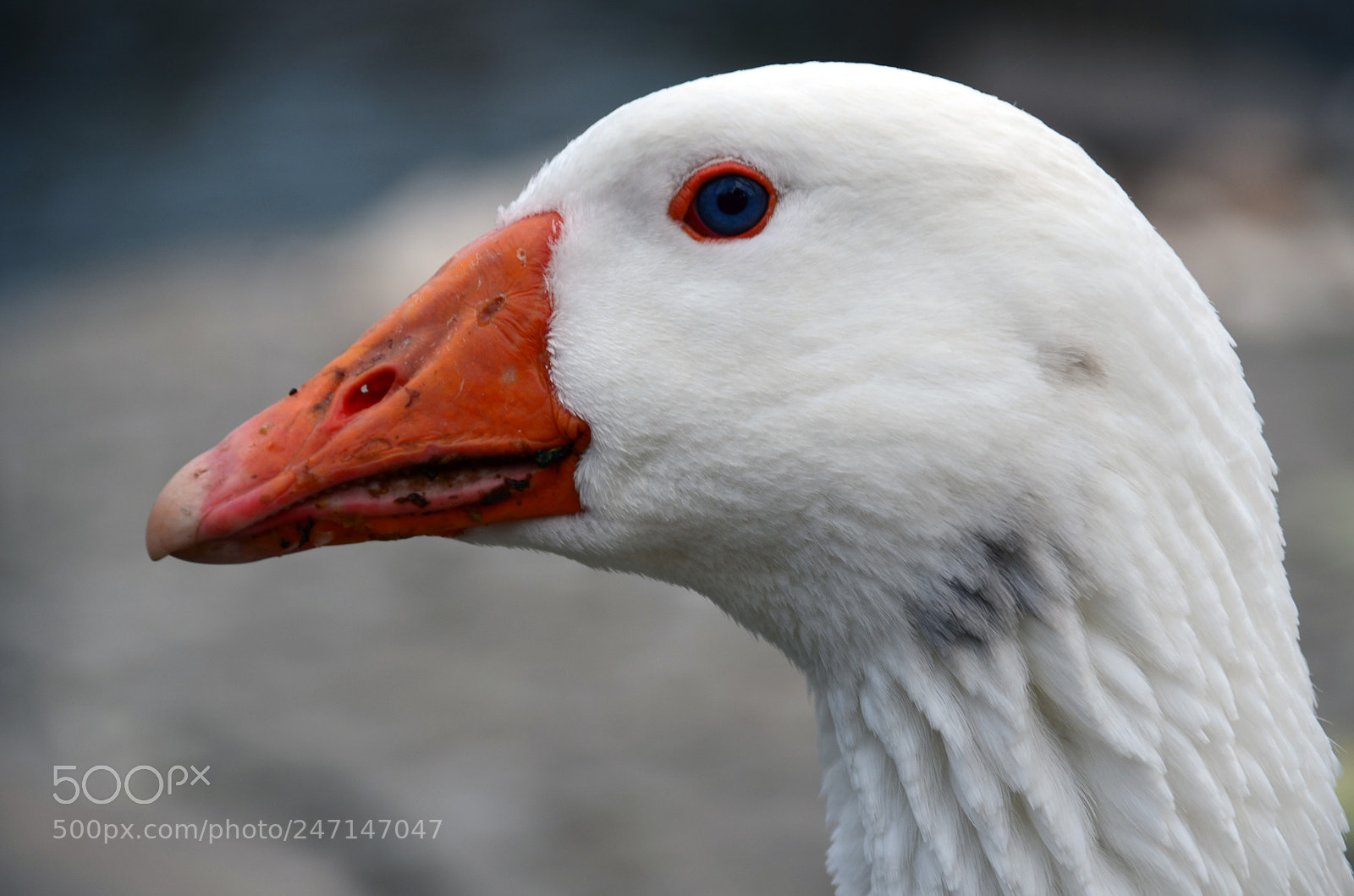 Nikon D5100 sample photo. Blue eyes photography