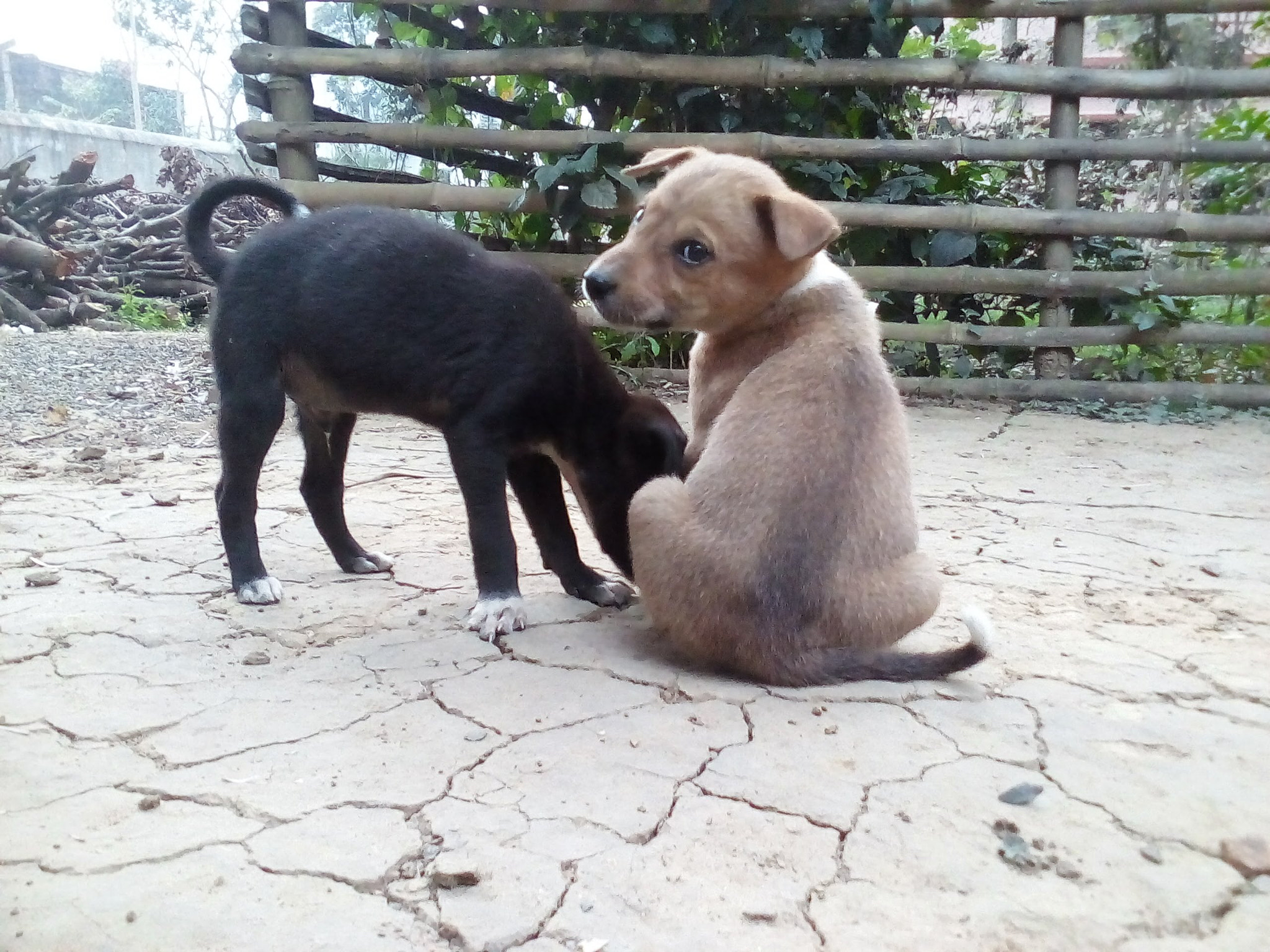 GIONEE P5 mini sample photo. ������������������������������� photography