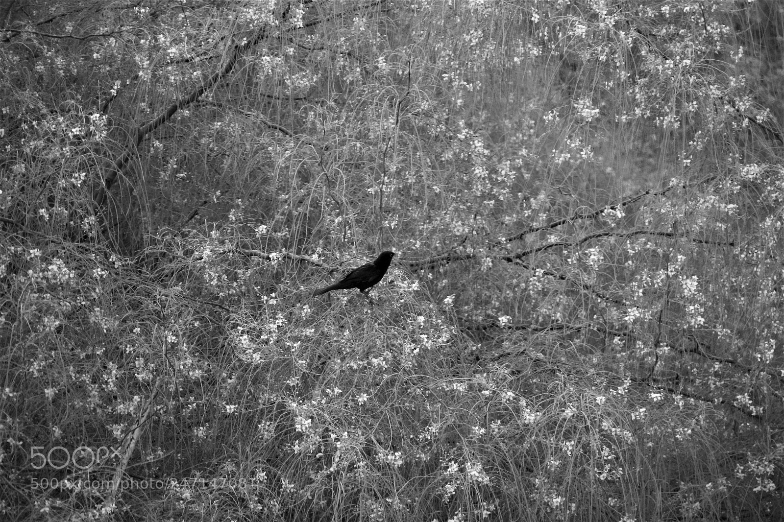 Canon EOS 700D (EOS Rebel T5i / EOS Kiss X7i) sample photo. Black bird in the photography