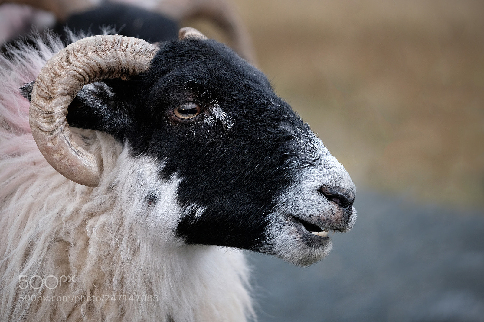 Fujifilm X-T2 sample photo. Nice teeth photography