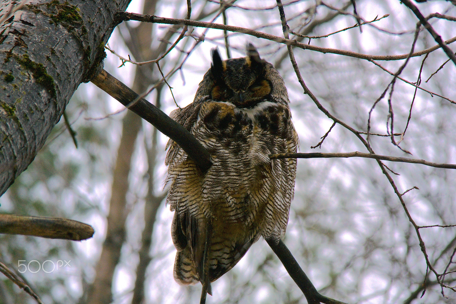 Samsung NX1000 sample photo. Great horned owl photography