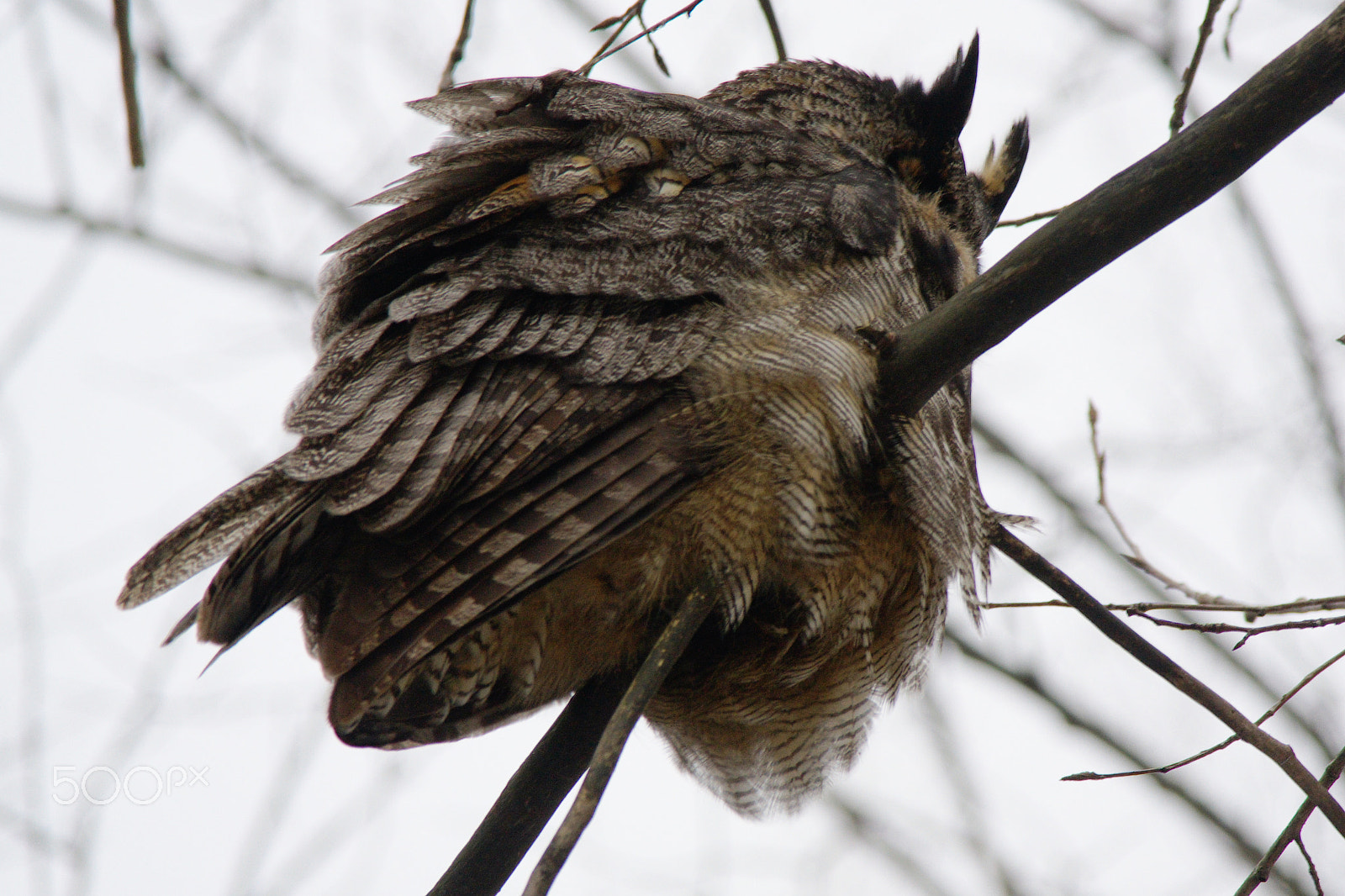 Samsung NX1000 sample photo. Great horned owl photography