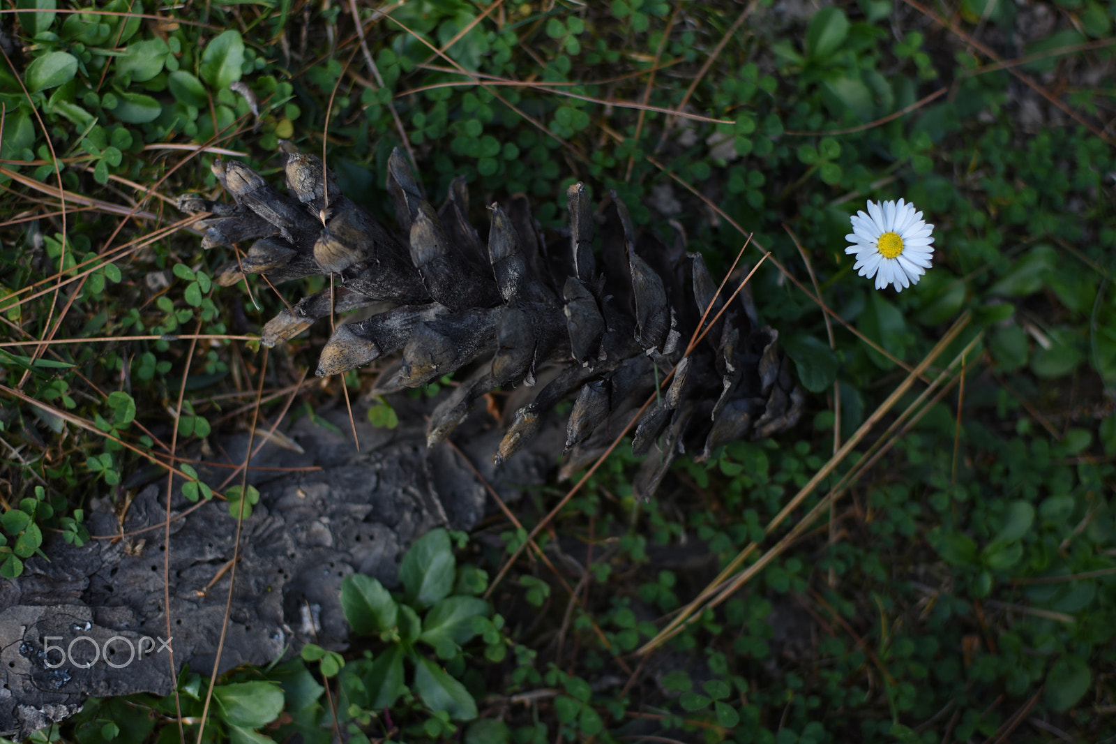 Nikon AF-S DX Nikkor 35mm F1.8G sample photo. A pine cone and a flower. photography