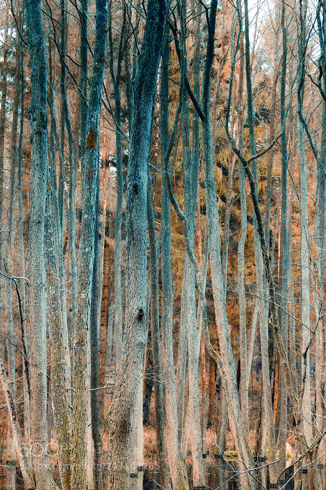 Canon EOS 600D (Rebel EOS T3i / EOS Kiss X5) sample photo. Forest photography