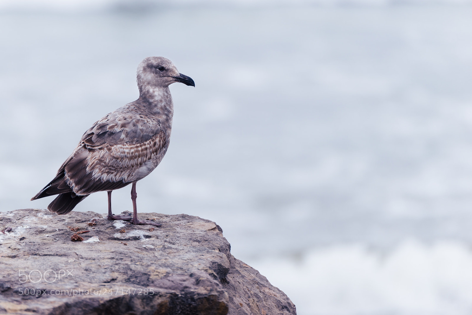 Nikon D800 sample photo. Western gull photography