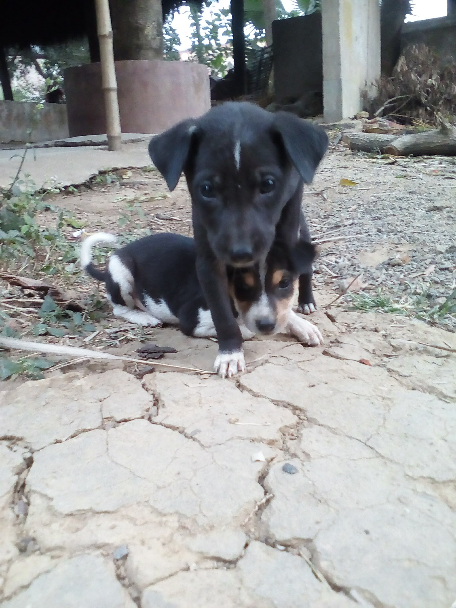 GIONEE P5 mini sample photo
