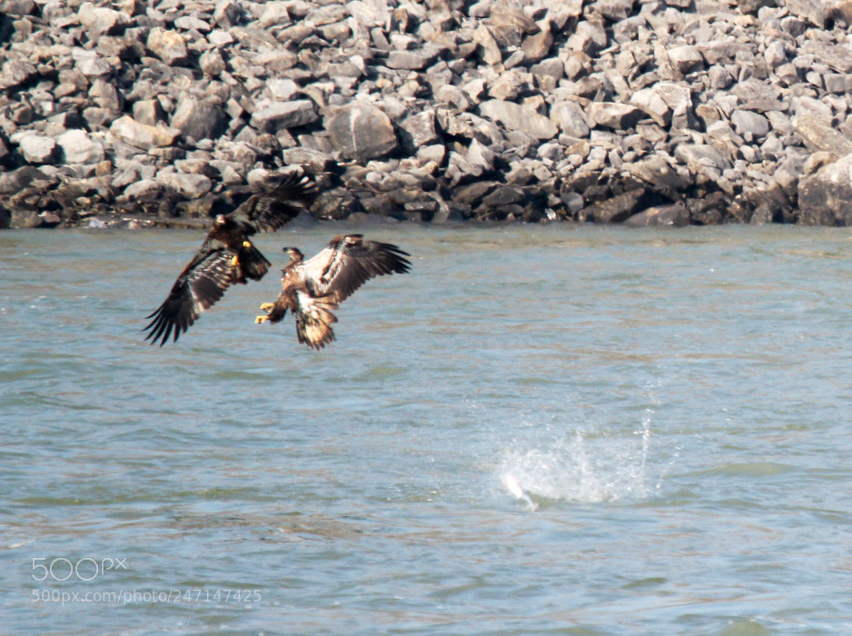 Canon EOS 1300D (EOS Rebel T6 / EOS Kiss X80) sample photo. Two juvenile bald eagles photography