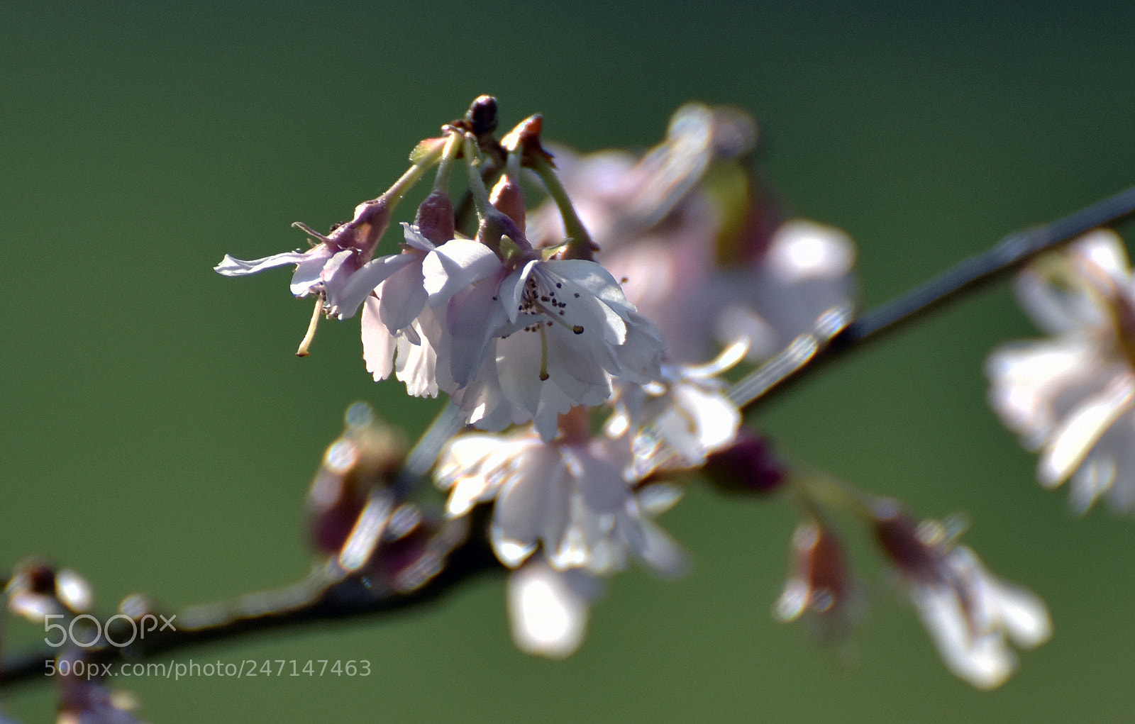 Nikon D7200 sample photo. Early spring blooms (2) photography
