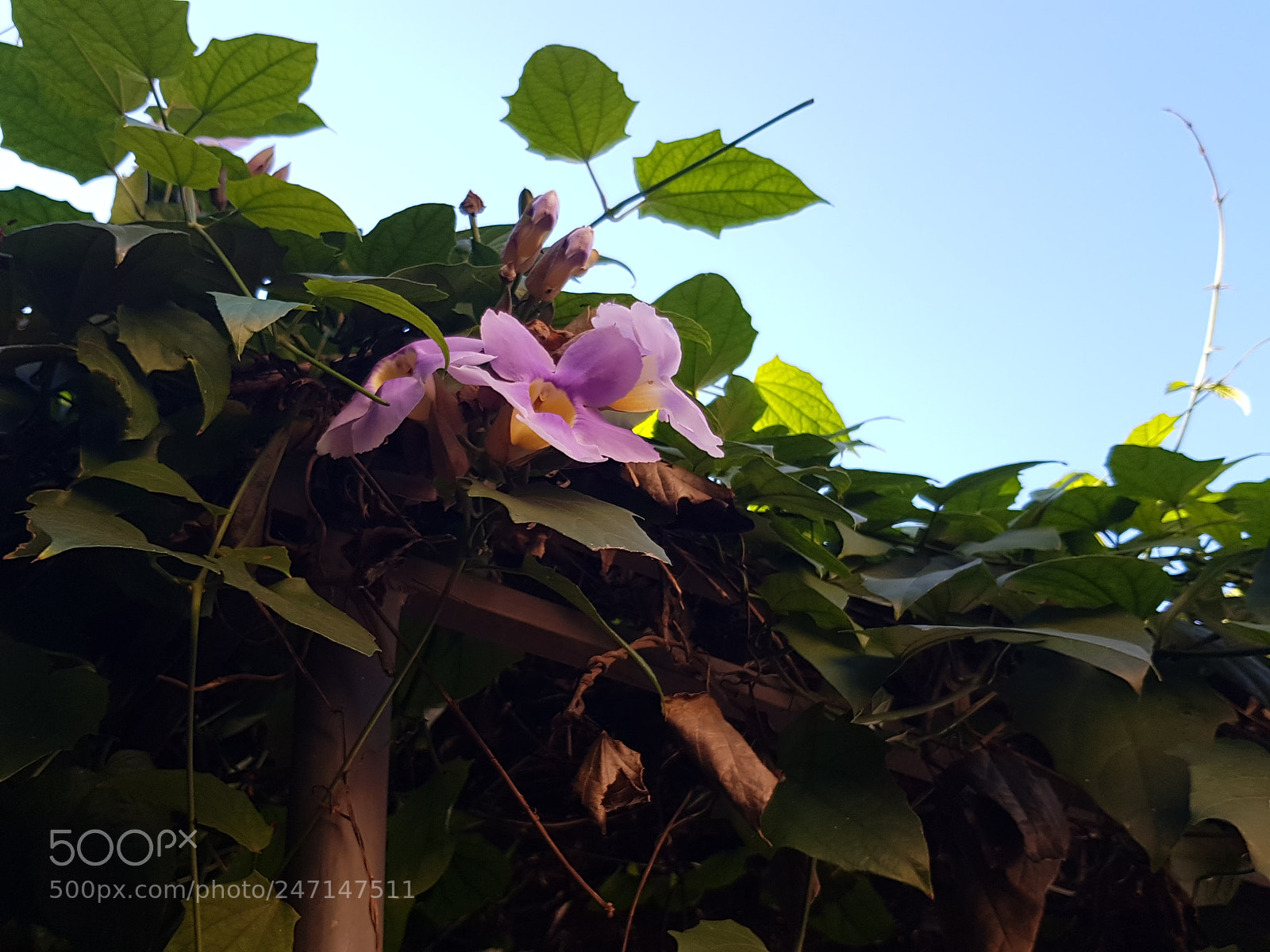 Samsung Galaxy S8 sample photo. ? photography