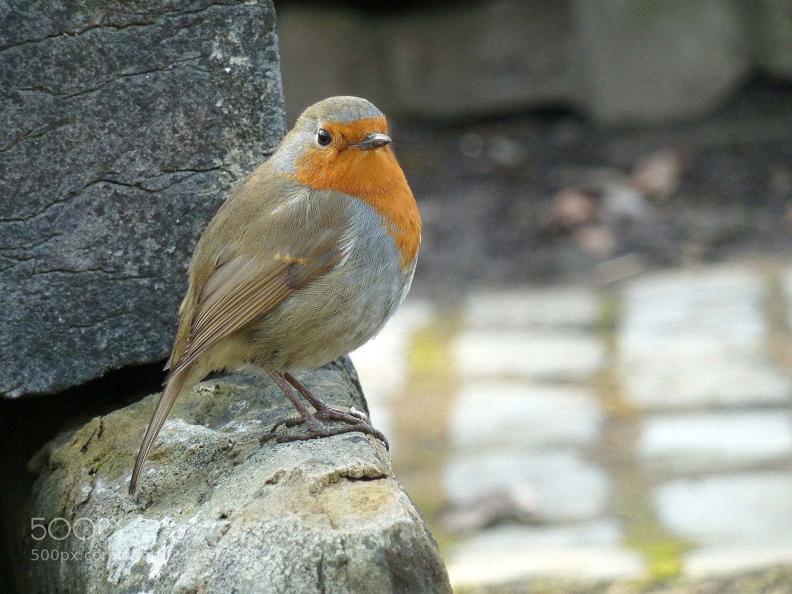 Panasonic Lumix DMC-ZS5 (Lumix DMC-TZ8) sample photo. Robin in the howff photography