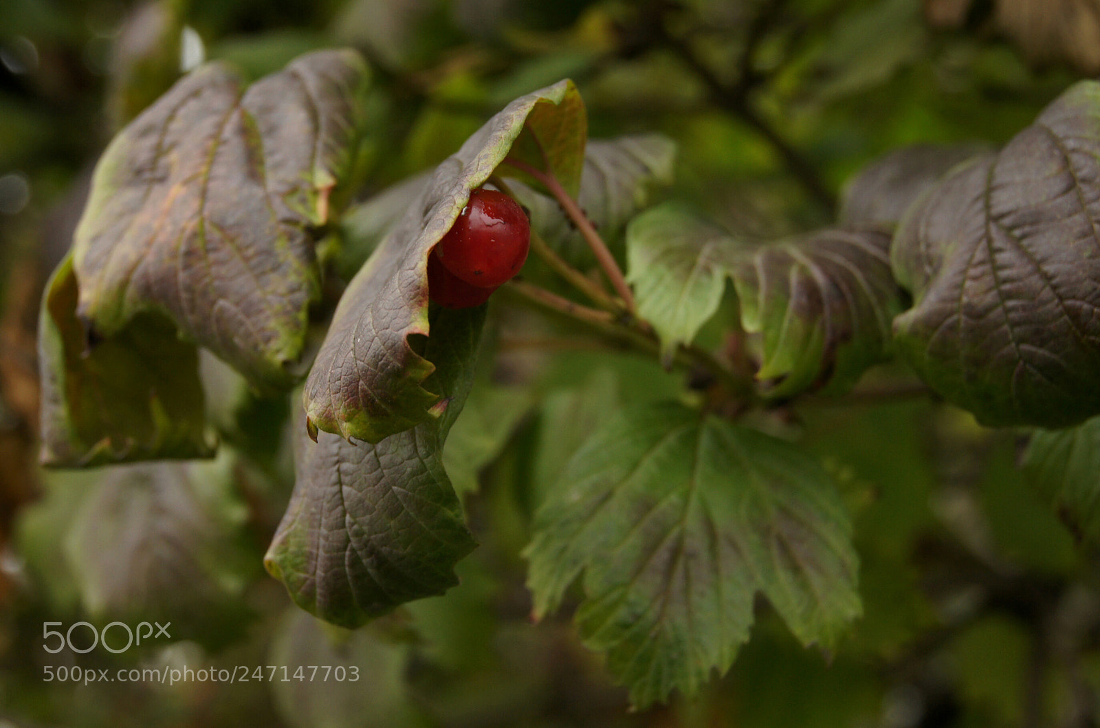 Sony Alpha DSLR-A500 sample photo. Спряталась photography