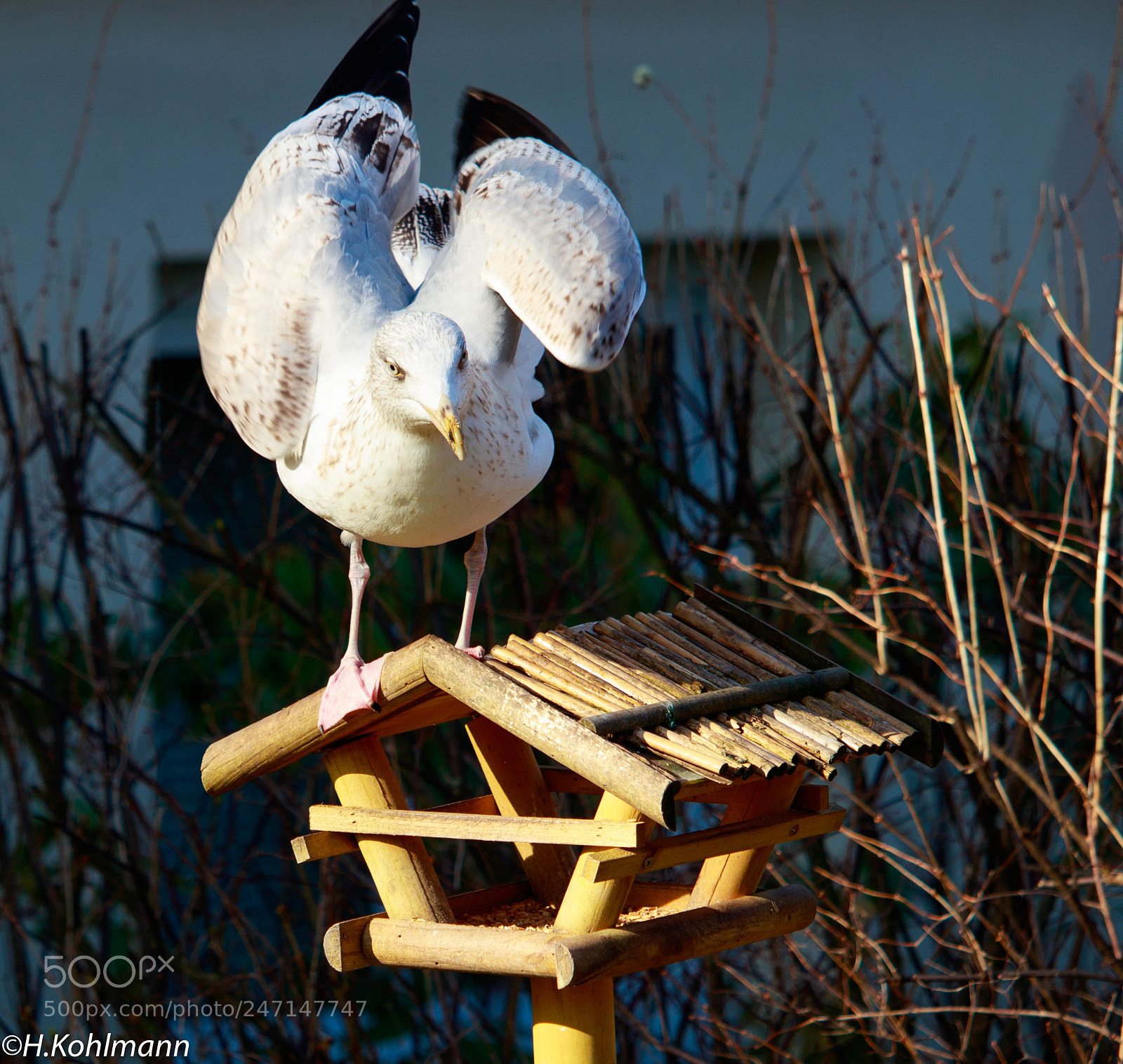Canon EOS 80D sample photo. Möwe photography