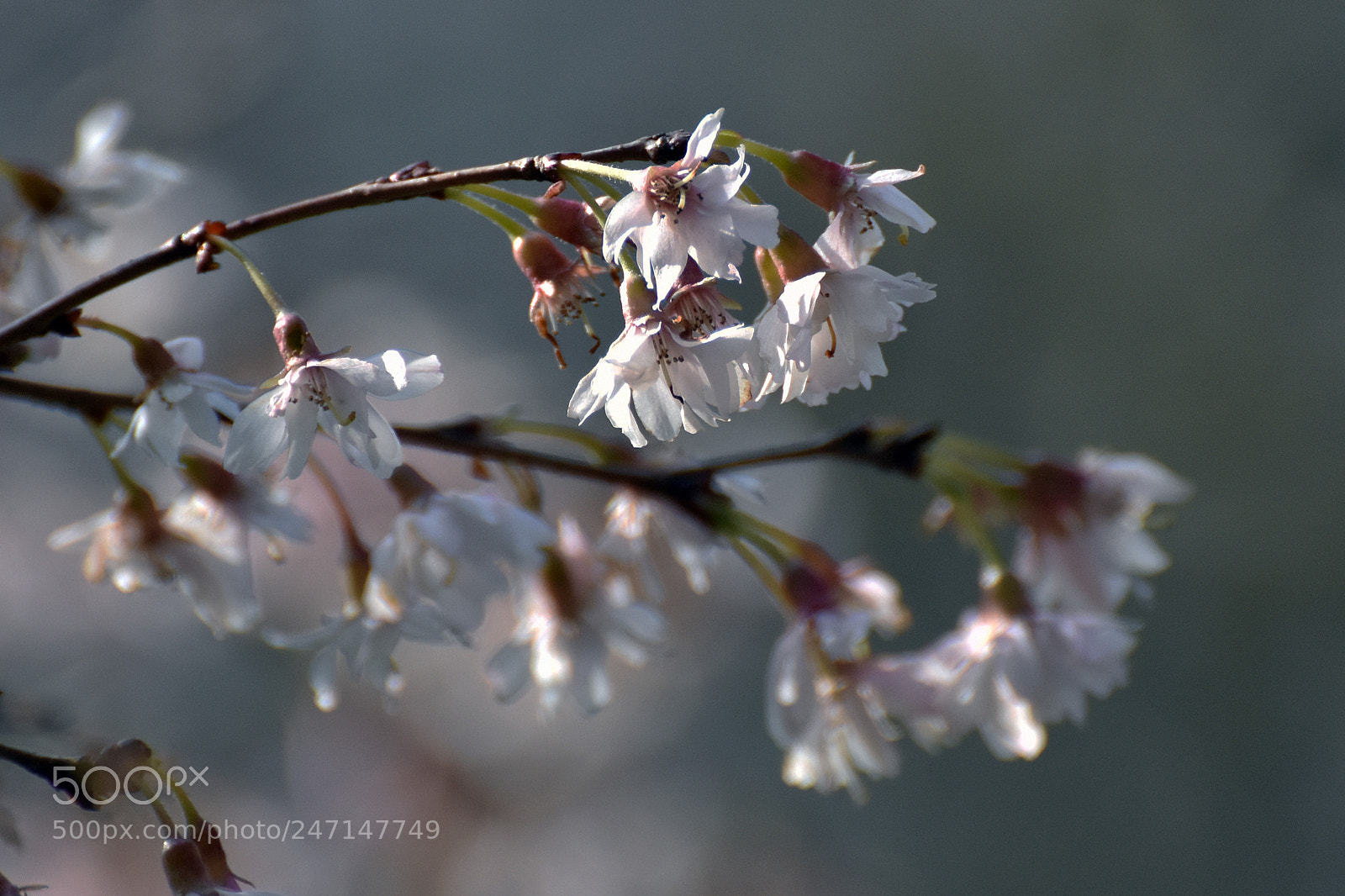 Nikon D7200 sample photo. Early spring blooms (1) photography