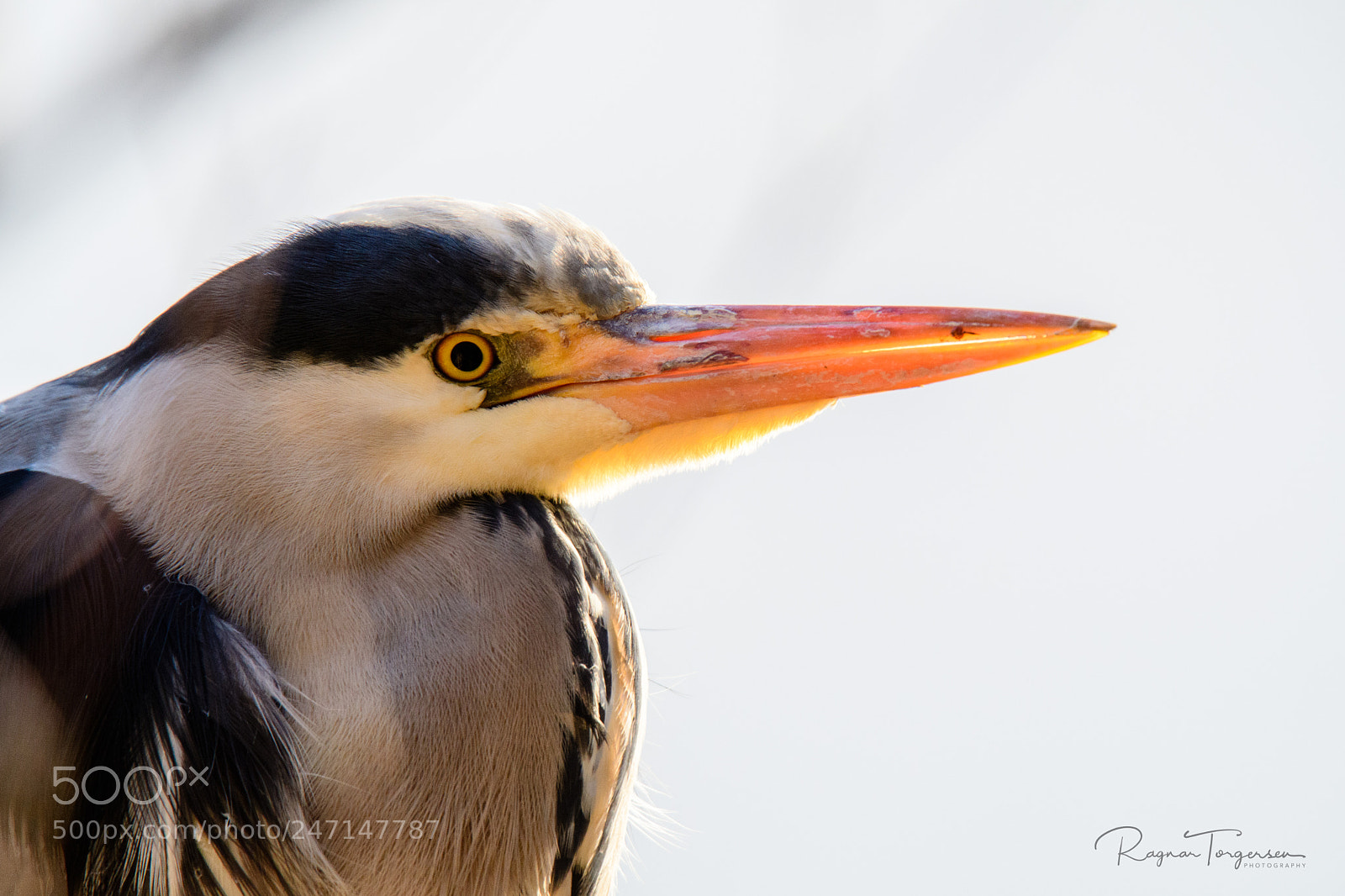 Nikon D500 sample photo. Grey heron photography