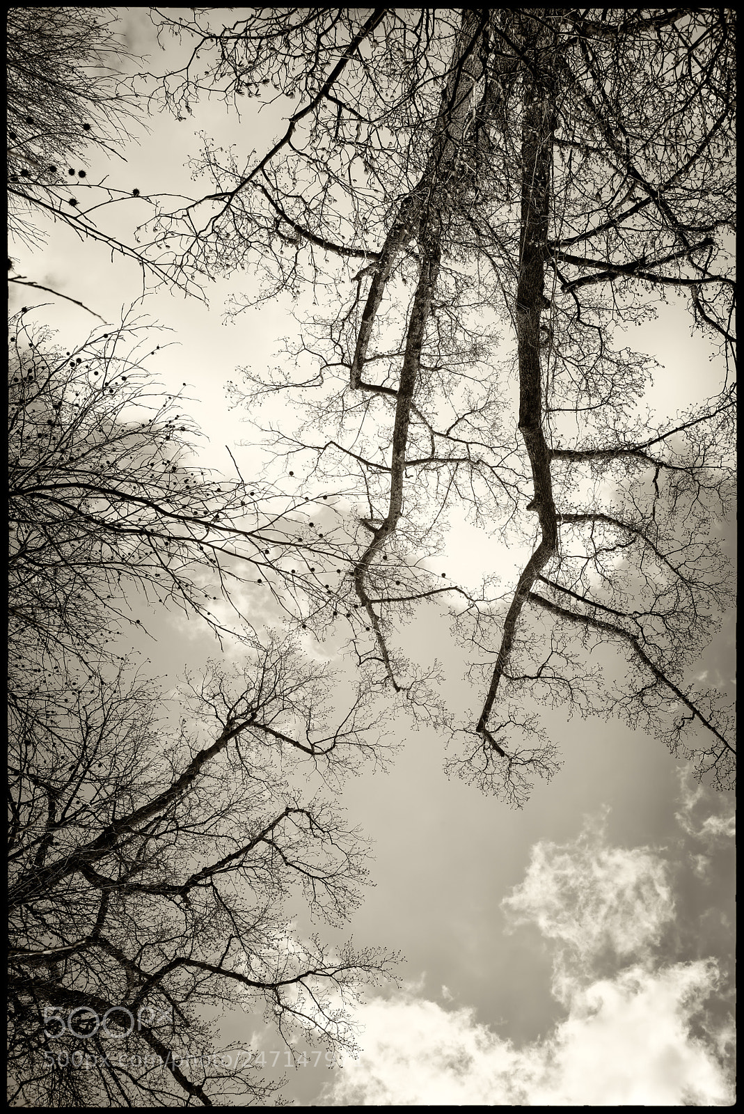 Leica M Monochrom (Typ 246) sample photo. Braching out photography
