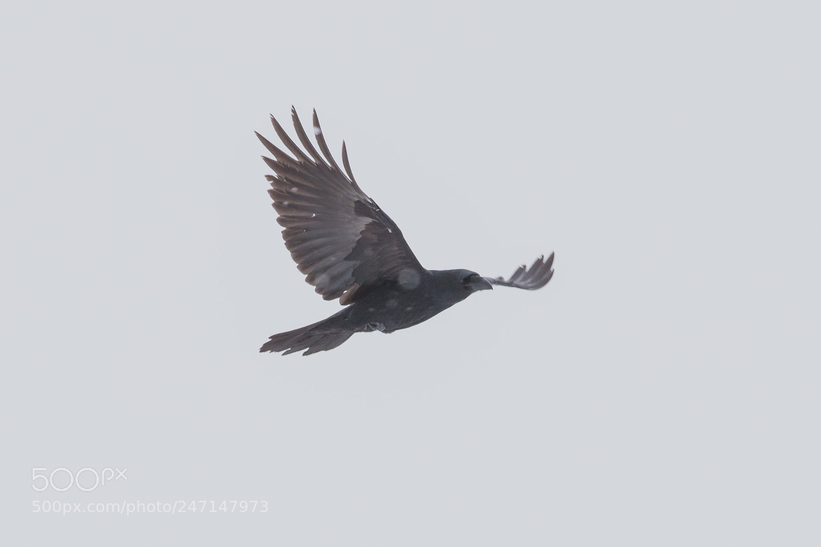 Canon EOS 6D Mark II sample photo. Common raven in snowfall photography